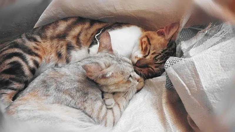 Faire aimer les chats