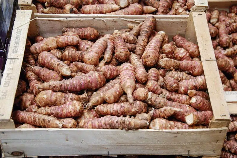 Recettes avec des topinambours