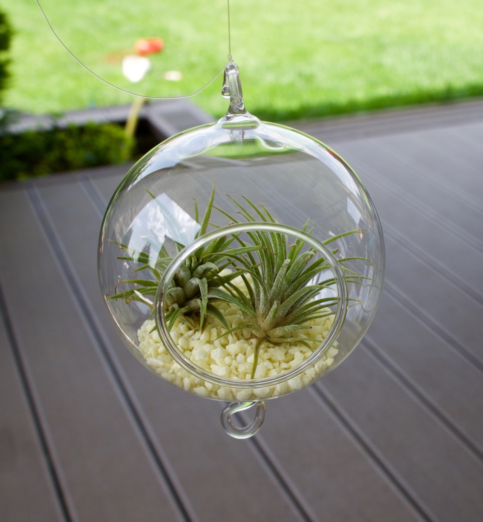 plante aérienne