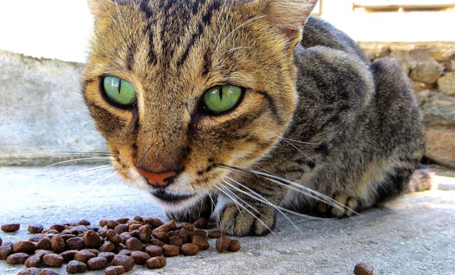 Les Distributeurs De Croquettes Automatiques Pour Chat Glouton