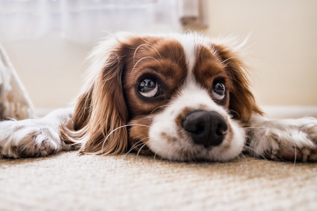 Chien mignon