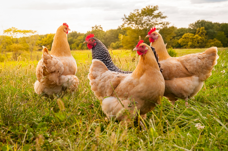 poules