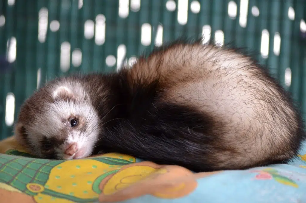 Adopter un furet