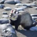 a savoir sur le furet