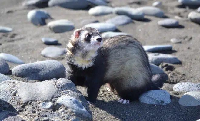 a savoir sur le furet