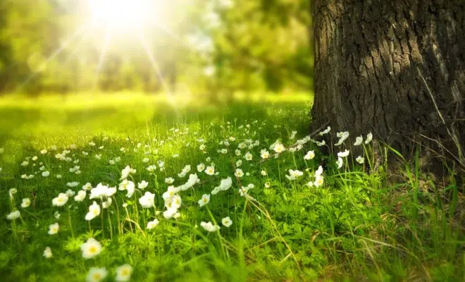 fournisseur d'électricité verte