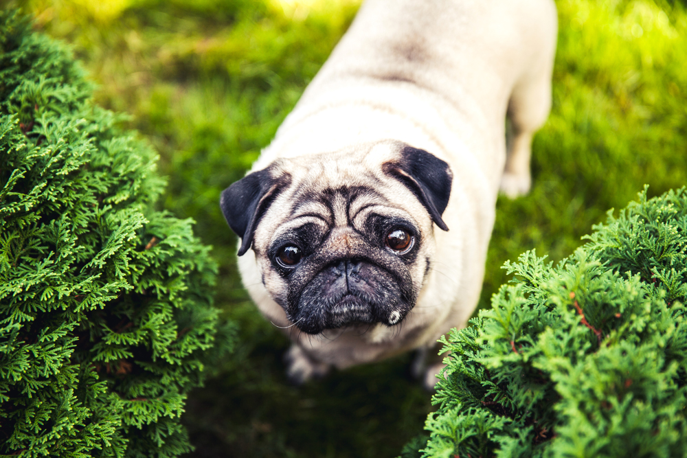 Pug Carlin