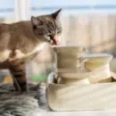 offrir une fontaine à eau chat