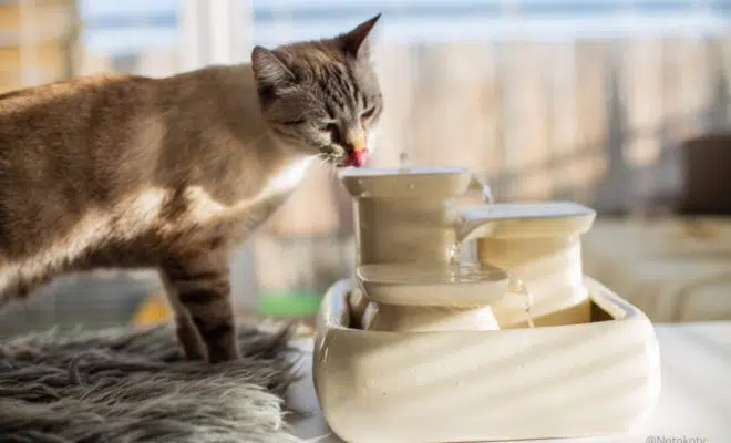 offrir une fontaine à eau chat