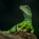 installer mon lézard