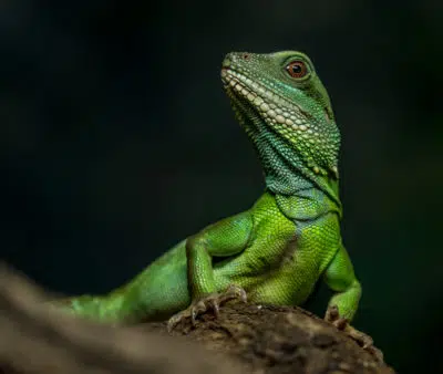 installer mon lézard