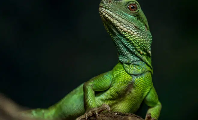 installer mon lézard