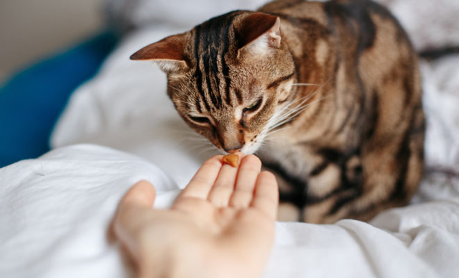 protéine pour chat