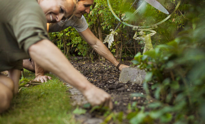 planter du chanvre