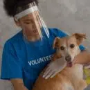 assurances pour animaux