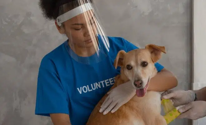 assurances pour animaux