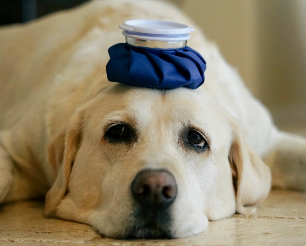 poison chien