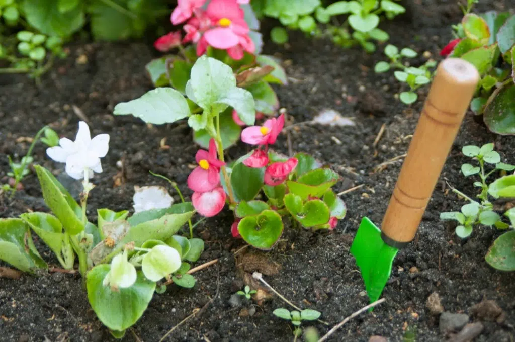 clé pour un parterre fleuri