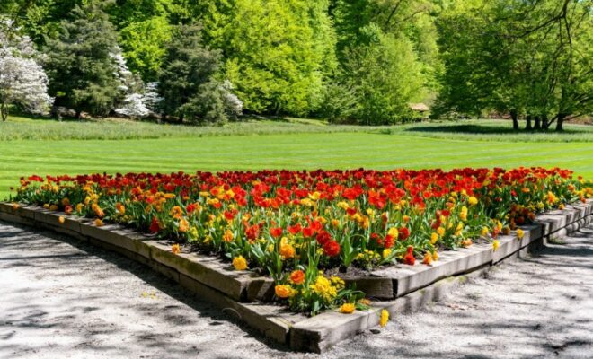 un parterre fleuri