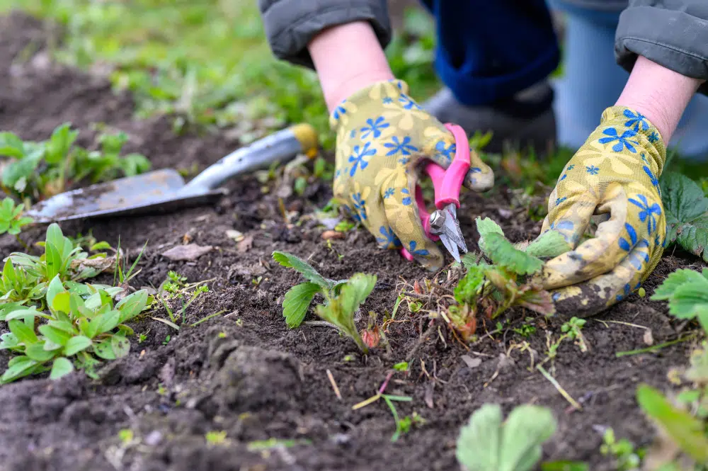 désherber les mauvaises herbes
