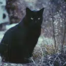 chats noirs