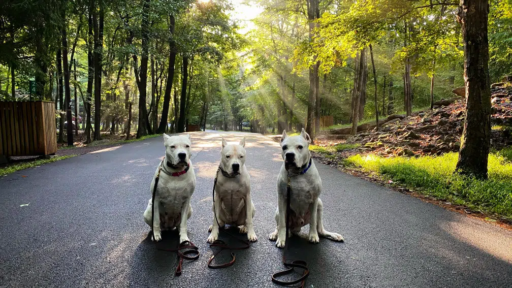 chien dogue argentin