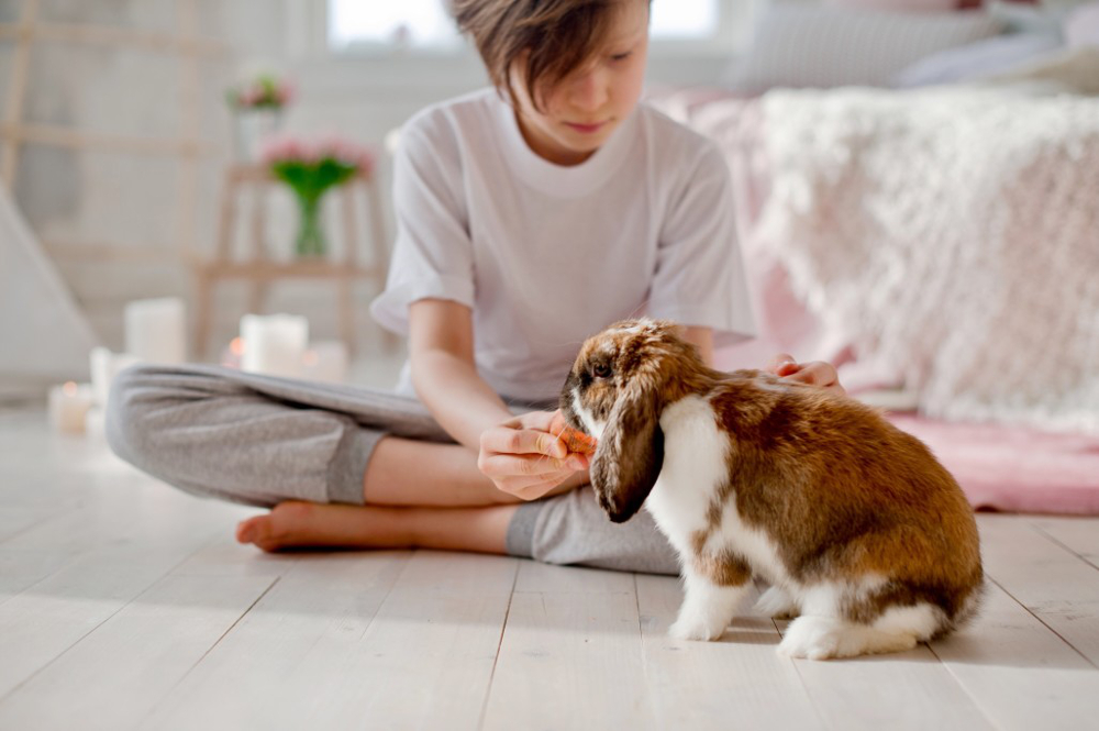 lapin de compagnie