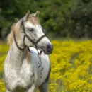 Comment estimer le poids de son cheval ?