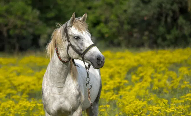 Comment estimer le poids de son cheval ?