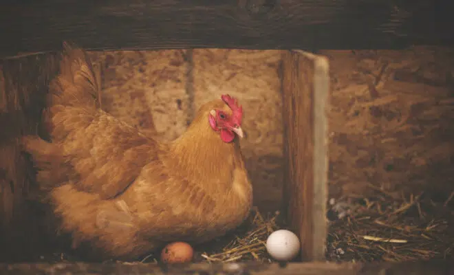 Comment rafraîchir les salles d'élevage ?