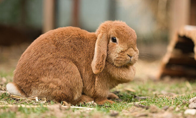 élevage lapin bélier