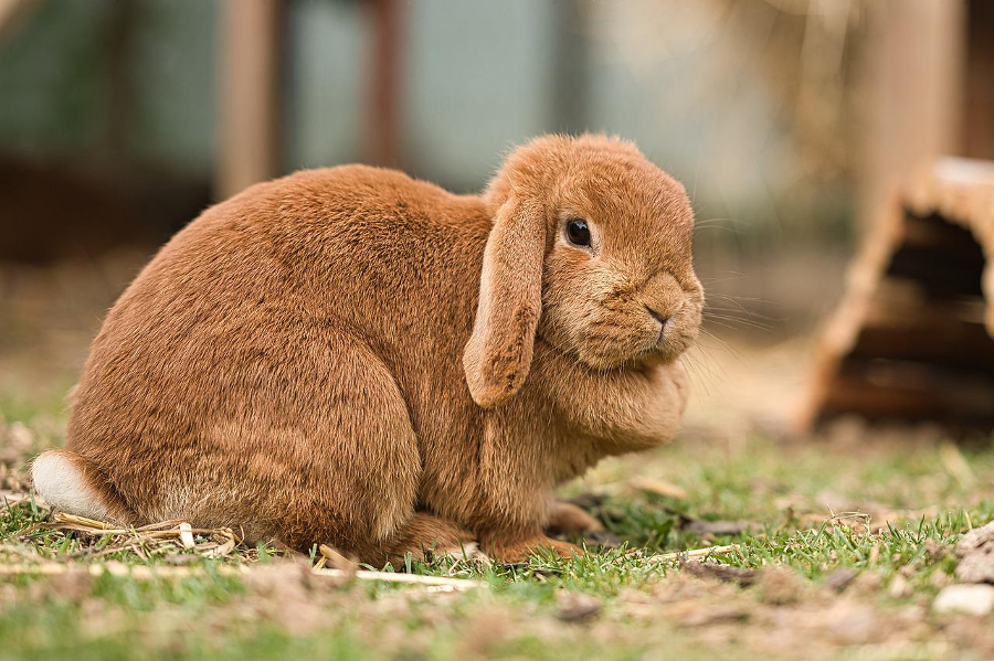 élevage lapin bélier