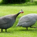 Comment bien cuire une pintade ?