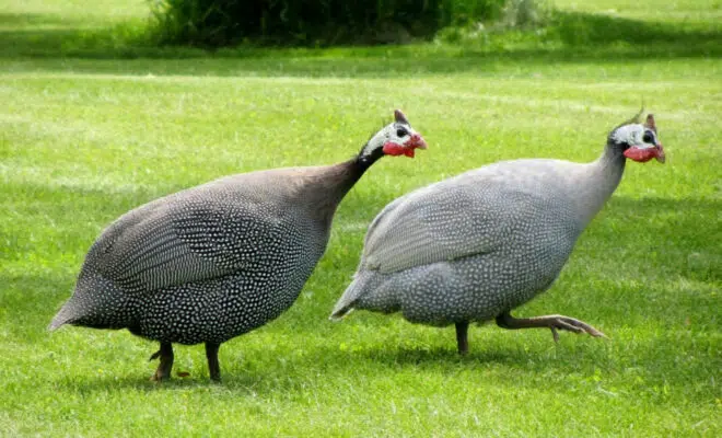 Comment bien cuire une pintade ?