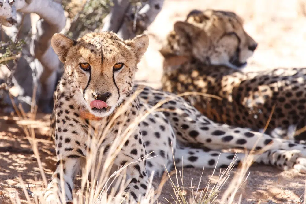 parc d'Etosha