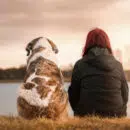 Comment sécher son chien ?