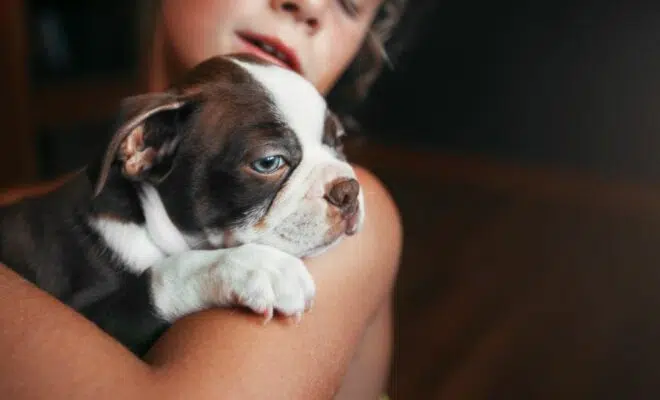 apaiser votre chiot la nuit