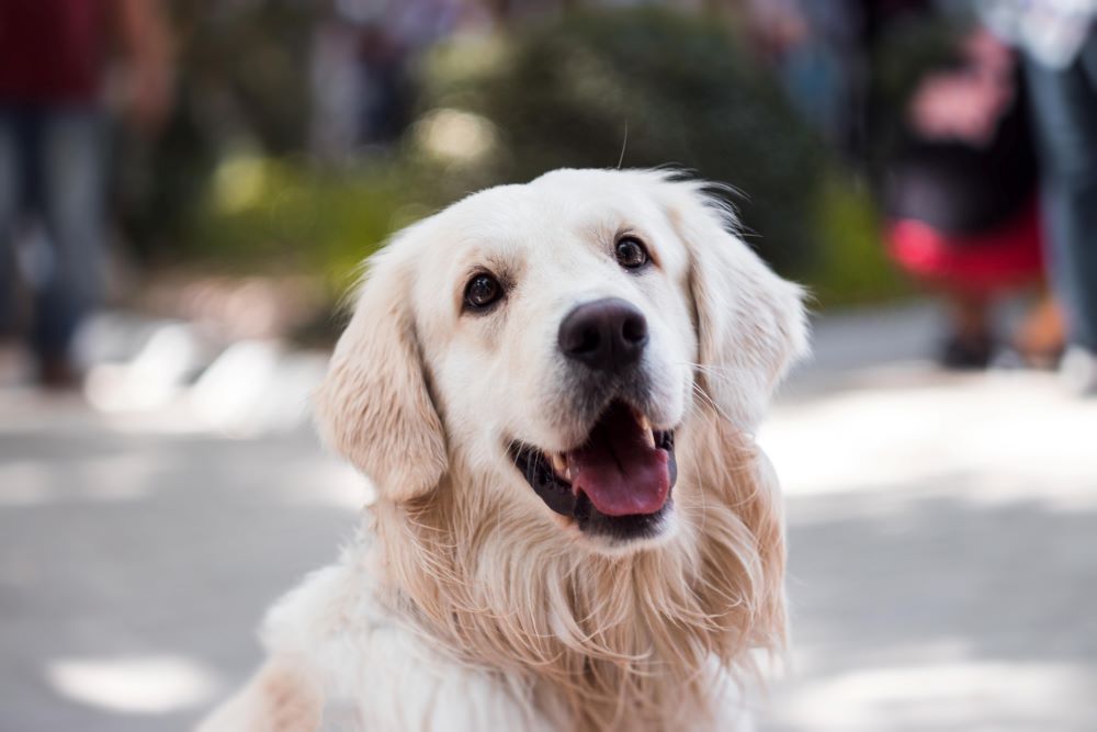 prénom chien