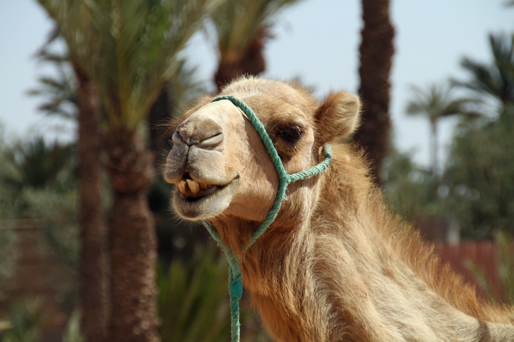 calculatrice chameaux