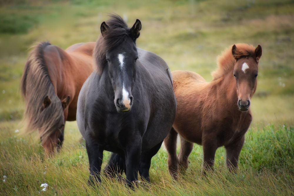 animaux Islande