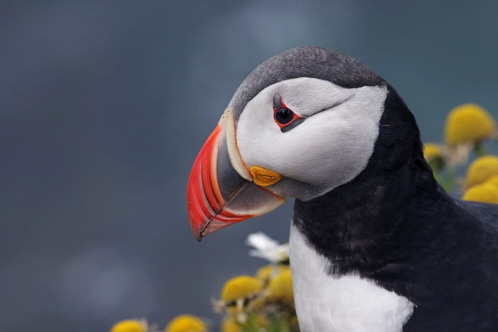 animaux Islande