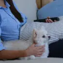 télévision et chien