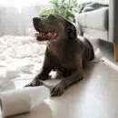 destructivité chien