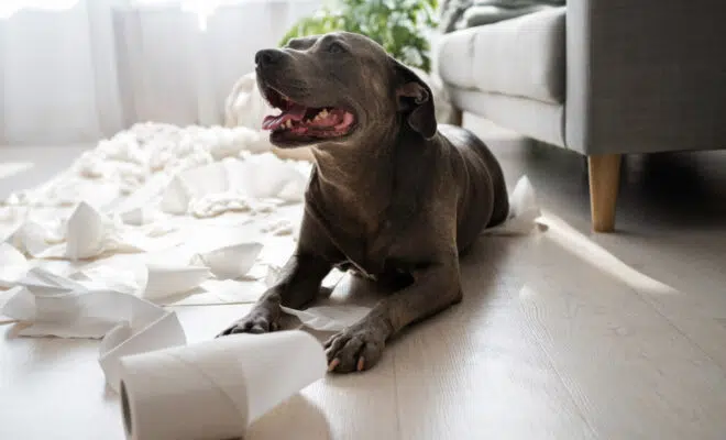 destructivité chien