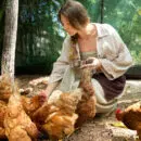 produits nourir poules