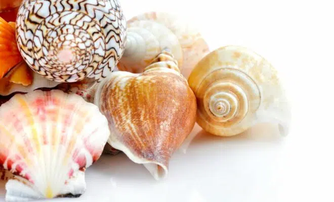 beau coquillage