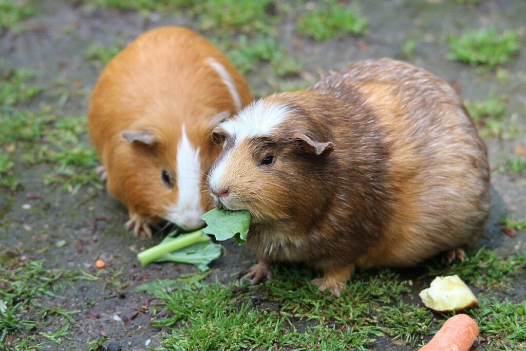 cochon d'Inde