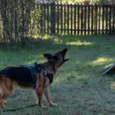 collier anti aboiement