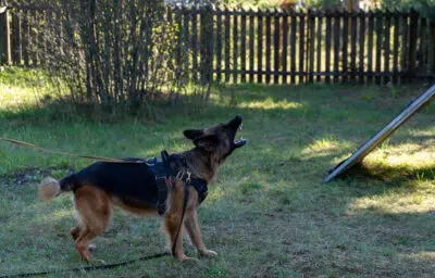 collier anti aboiement