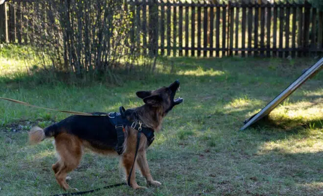 collier anti aboiement